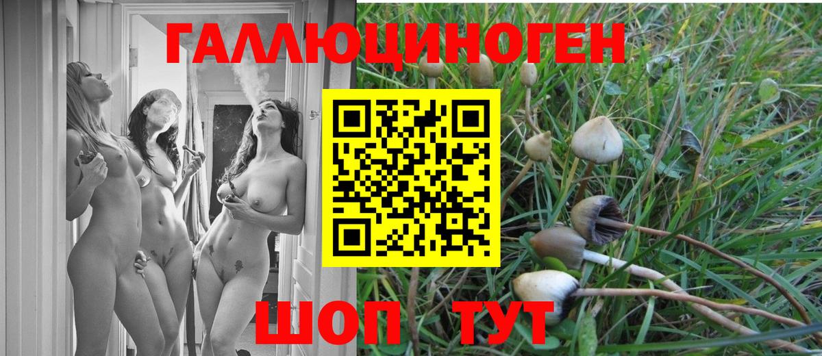 Свободный  Псилоцибиновые грибы GOLDEN TEACHER  Вход с VPN  Псилоцибиновые грибы Psilocybe 